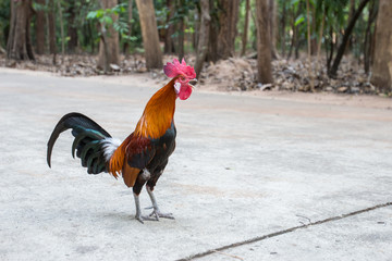 Rooster stand on concrete floor