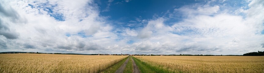 Fototapeta na wymiar A field of ripe wheat road and a blue sky with clouds. Panoramic view