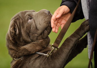 Dog snuggling hand