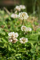 Some white clover flowers with focus on the two closest