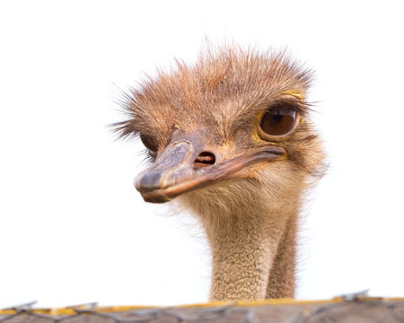 Funny and strange ostrich looks into the frame with surprise. The head of an ostrich peeping out from behind a fence