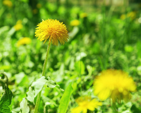 Fototapeta Spring young dandelion growing among the green grass in the field. Blossoming dandelion on a blurred green background. Soft focus. Natural fon.
