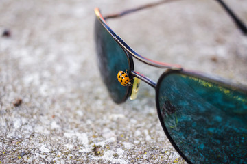 ladybug beetle on a sunglasses in summer, close-up shot