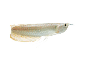 Silver arowana in white background, Osteoglossum bicirrhosum