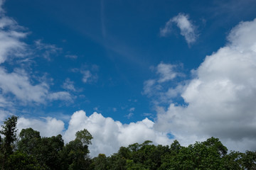Tree top and blue sky. 