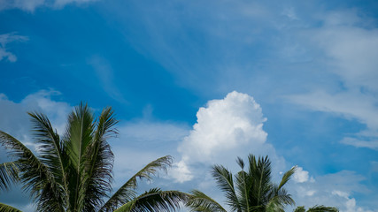  Coconut tree top and blue sky