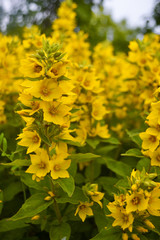 Yellow flowers
