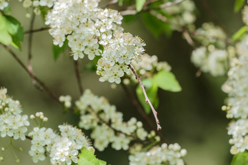 Spring blossom: branch of a blossoming apple tree on garden background