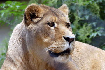 Lionne d'Afrique