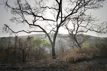 Fototapeta premium Feu de brousse
