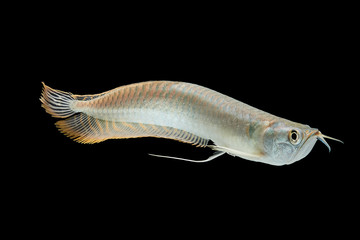 Silver arowana in white background, Osteoglossum bicirrhosum