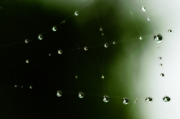 Rain drops on spider web