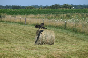 Turkey Buzzards