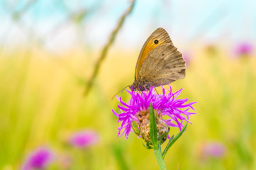 Butterfly on a meadow flower