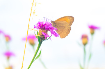 Butterfly on a meadow flower