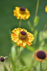 Helenium