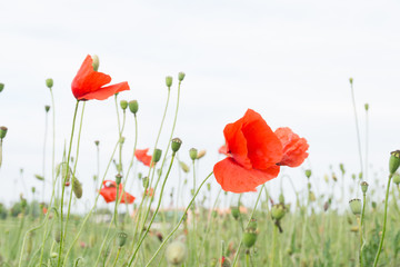 Red poppy in a meadow