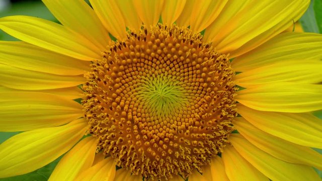 Single sunflower in full screen, extremely close up
