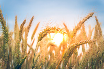 Wheat ears at sunset