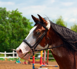Pinto horse with blue eyes and black mane