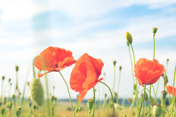 Obraz premium Red poppy in a meadow