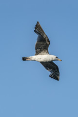Obraz premium Gull / Möwe