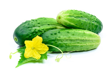 Fresh and appetizing cucumbers