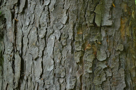 Серая кора старого дерева каштана конского Aesculus hippocastanum