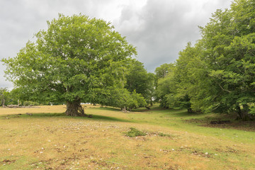 Natural park of Urbasa and andia in Navarra
