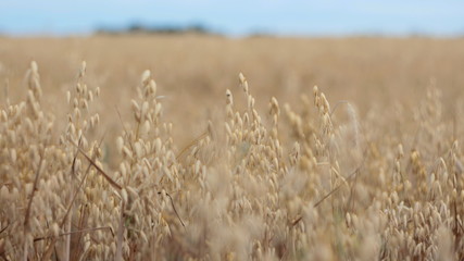 Field of mature barley