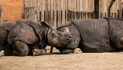 Crédence de cuisine en verre imprimé Rhinocéros Couple of Indian rhinos sleep together