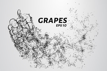 The grapes of particles. Grapes consists of small circles and dots. Vector illustration.