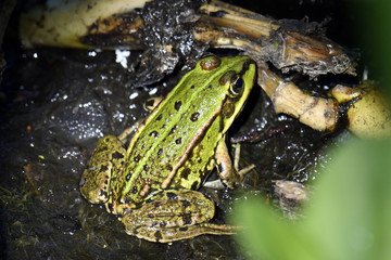 Grenouille verte - Bois de Lauzelle - Belgique