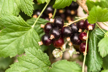 Ripe black currant berries on a branch