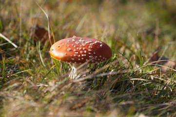 Toadstool mushroom