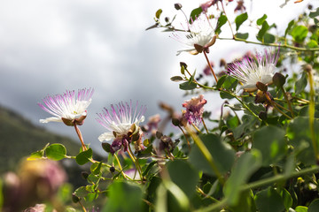 Caper Flowers