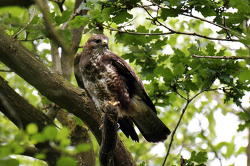 Buse variable - Bois de Lauzelle - Belgique