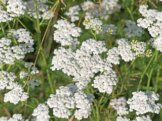 Schafgarbe, Achillea