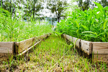 Small walk way between green leaves for both sides