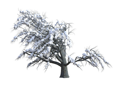 3D Rendering Oak Tree under Snow on White