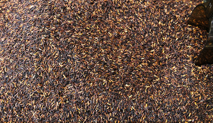 Close up rice berry with some parts of scoop