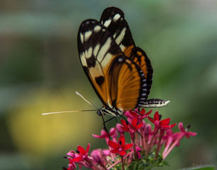 Fototapeta premium Papillon sur fleur
