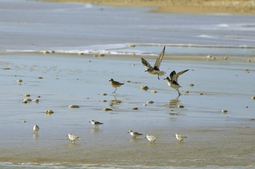bécasseaux Sanderling/ plages oléronaises ( Charente-Maritime (17) France