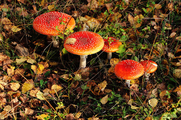 Under birches there are many poisonous mushrooms of red fly Amanita