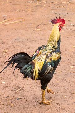 Fighting cock in countryside background.