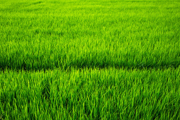 Field texture, Field background
