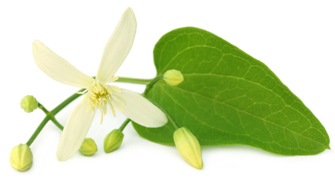 Clematis flammula or sweet-scented virgin's bower