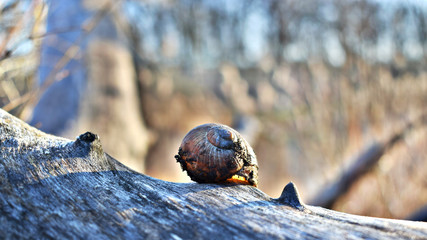 Snailshell