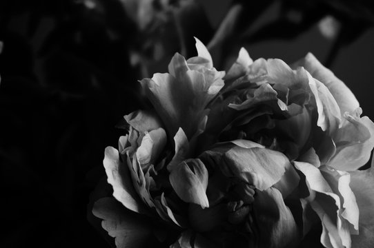 Pivoine