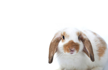 Cute rabbit mini lop on white background.